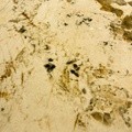 Sintered Stone - Pandora(12mm)